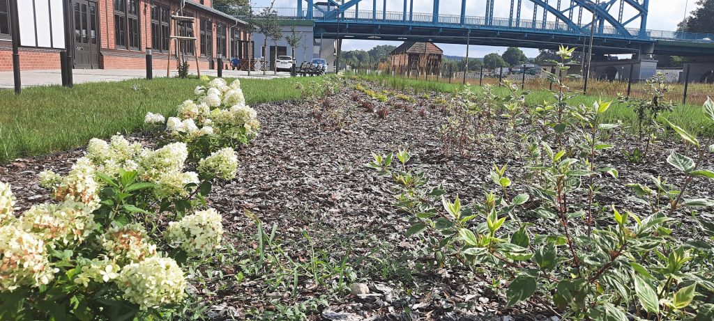 Widok ogólny nasadzeń